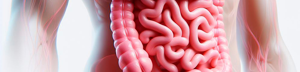 Trato gastrointestinal de adultos saudáveis