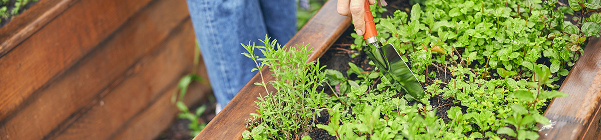 Cultivar várias espécies em casa