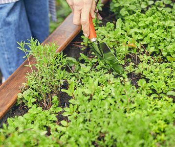 Cultivar várias espécies em casa